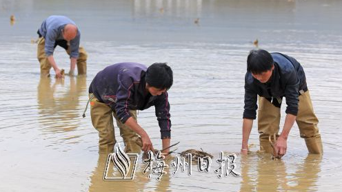 蕉岭三圳镇九岭村打造省内最大荷花基地