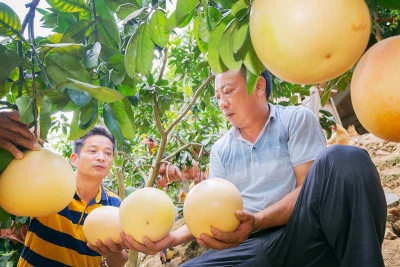 “六化三改”带动农民增收致富！我市农业总产值逐年提升