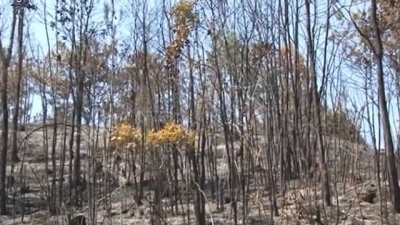 兴宁一男一女烧杂草引发山火，都被拘了！