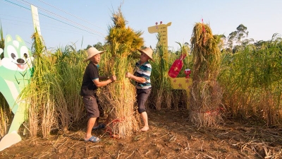 平远11月11日将举办首届酒香节打造八尺酒品牌