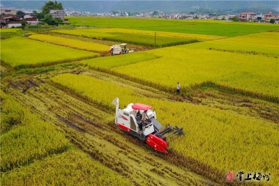 风吹稻香秋意浓，一起来感受收获的喜悦