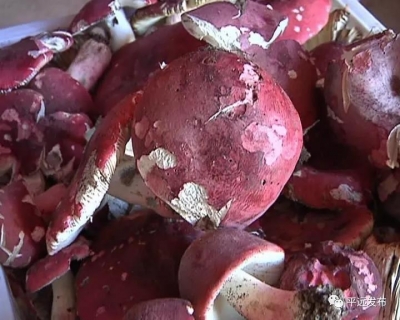 平远红菇可以采摘啦！这挡不住的山珍诱惑，竟也富了村民口袋！