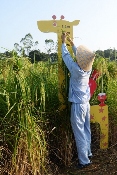 见闻丨一起来平远见识传说中的“高个子”水稻