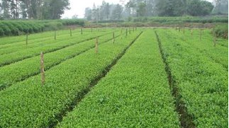 梅江区政府副区长刘伟球率队调研林业苗木培育工作