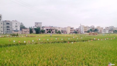 农田趣景丨“排兵列阵”迎丰收