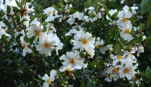 冬游去哪儿？平远走起！油茶花迎冬绽放啦