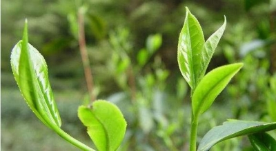 平远“园山湖”绿茶红茶获省茶叶质量竞赛双金奖