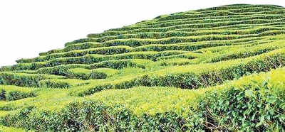 小小旅行家丨八乡山游记