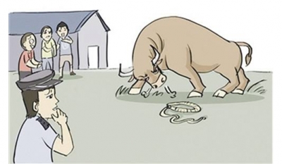 黄牛受惊“发疯”危及村民 大埔民警果断开枪击毙