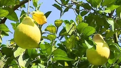 梅县区金柚成“香饽饽”，预收购都这么火热！