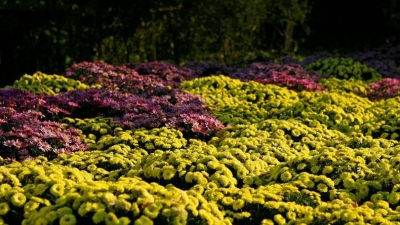 青春笛丨菊园姑娘