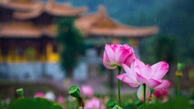 张伟明｜我想与你同行