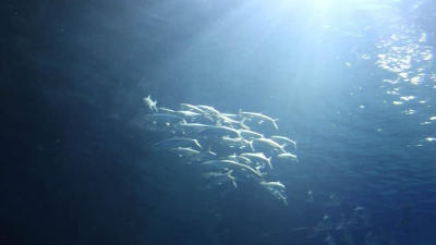 小小旅行家丨长隆海洋王国