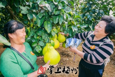 梅县区第八届金柚飘香文化节开幕