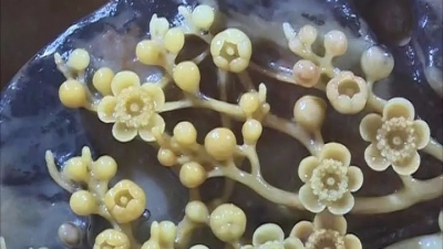 丰顺石雕厉害了！石雕艺人徐代铭作品获客博会创意金奖