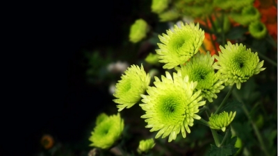 游子衿｜菊花辞