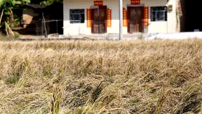 丰顺砂田收“空谷”水稻农户获补助 每亩农田获补约700元