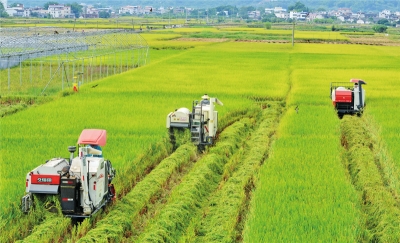 梅县现代农业示范区  奏响乡村振兴主旋律