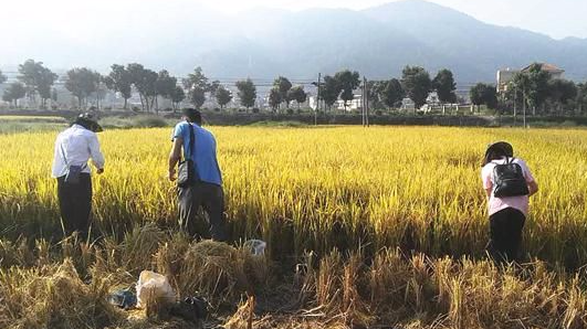 梅江区农业局开展农用地污染详查采样工作