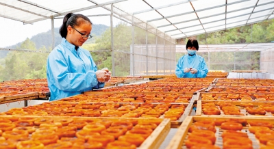 色泽橙红，肉厚质软！五华大田柿花喜获丰收