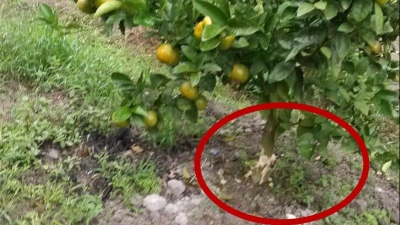 43棵挂满果实的柑树茎部被砍！事发大埔湖寮
