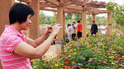 花都开好了！平远宜华湿地公园鲜花盛开