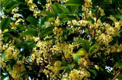 大埔依法清理九年一贯制学校地块内抢种的桂花树