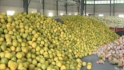 梅县区金柚销售火爆 柚农管好“源头”，尝到“甜头”！