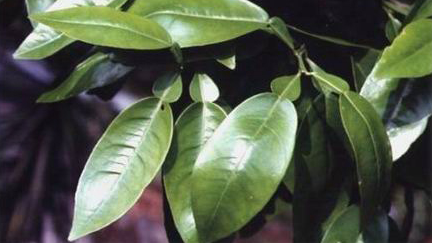 梅县区一男子为“肥”自家树竟“谋害”周边林！