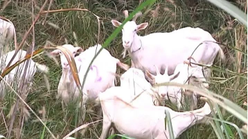 平远建立“种植+养殖+森林景观”模式，深挖林中矿拓宽生财道