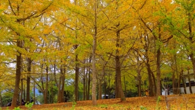 点赞！广东最美银杏观赏地，梅县均田村上榜啦