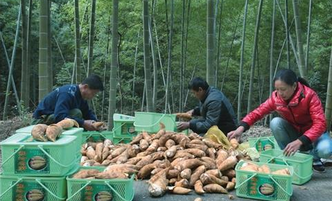 好消息！“蕉岭冬笋”通过地理标志保护产品技术审查