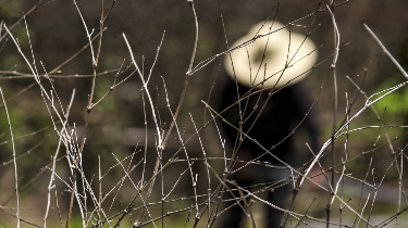 吴伟华｜种一株腊梅树