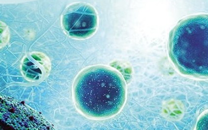 中德学者研发出“1分钟自修复96%”的智能水凝胶