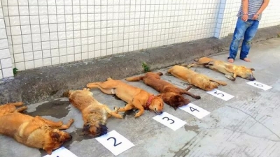 弩射一针狗即毙命！一男子跨市偷狗在丰顺人赃并获