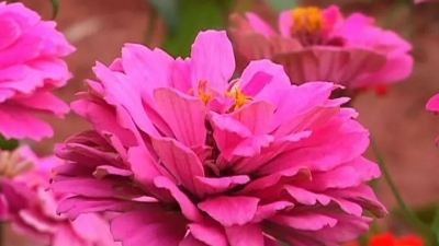 平城初冬的风景线！城北山体水体公园花海醉游人