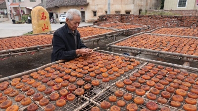 平远马山柿饼红了 每年可产柿饼约6万斤