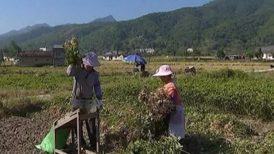 平远8000亩秋花生获丰收，产值可达3300万元