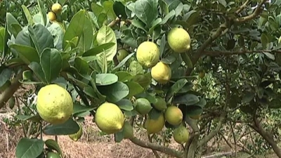 平远“杂交香水柠檬”第一人！来看看泗水青年的返乡创业之路