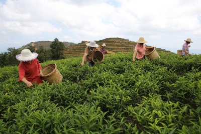 探索茶叶“致富经”  丰顺留隍镇西山村农户年增收2至5万元