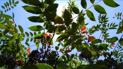 蕉岭广福镇木蜡树果种植加工带动村民增收致富