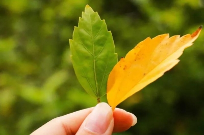 你四处寻找的秋，在“嘉”里