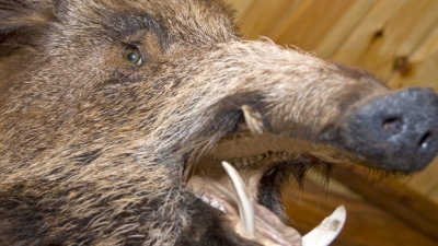 野猪没猎着，却因非法持枪被抓！丰顺男子做了笔“赔本生意”