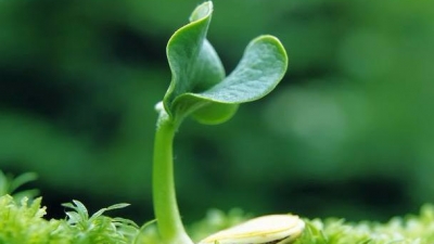 教育周刊·教师园地丨求真向善，践行绿色德育