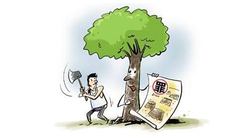 砍自家种的树竟犯法？五华一农民因此被判...
