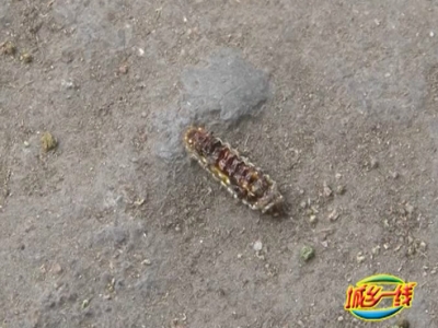 可怕！兴宁东岳宫路旁的树长虫随处爬