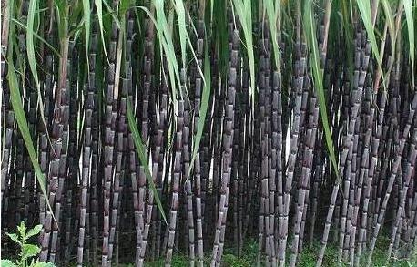 蕉岭召开甘蔗产业发展专题报告会