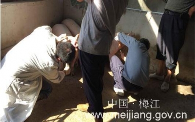 梅江区全面开展秋季重大动物疫病免疫抗体监测采样工作