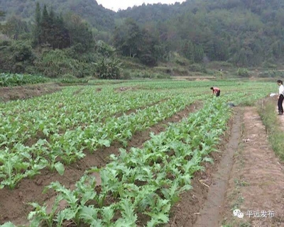 平远完成5.6万亩冬种作物种植，实现“绿色过冬”