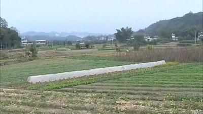 梅县区农户冬种忙 防寒防冻保收成